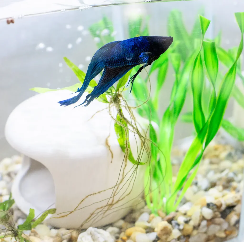 beta fish
